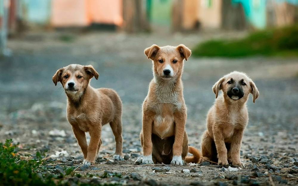 Ny hundetræning: Opdag de sjoveste metoder nu!