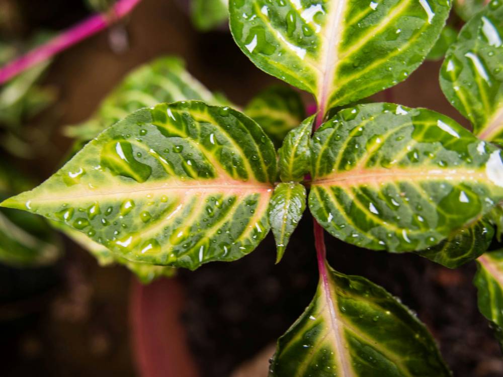 Nyder du eksotiske planter til stuen? Oplev deres magi!